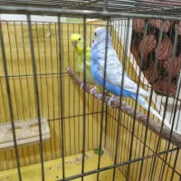 جفت مرغ عشق اسپانگل