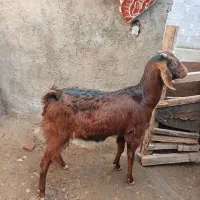 بز جوان|حیوانات مزرعه|انبارآلوم, |دیوار