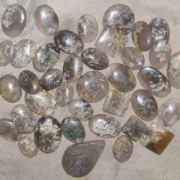 ۵۰عدد شجر پاییزه و بهاره و هفترنگ