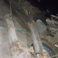 درخت|گل و گیاه طبیعی|شراء, |دیوار