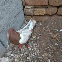 کفتر|پرنده|مشهد, مصلی (کارمندان اول)|دیوار