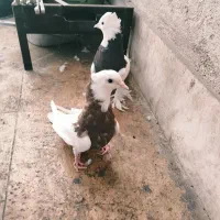 کبوتر طوقی|پرنده|قم, پردیسان|دیوار