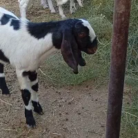 7 بزغاله پاکستانی بزرگ نژاد شیرا دوقلو زا|حیوانات مزرعه|مشهد, هفده شهریور|دیوار