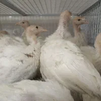 بوقلمون بیوتیک جوجه