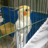 عروس هلندی گم شده.ویلاشهر.