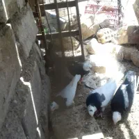 کبوتر