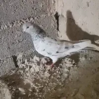 کبوتر سرور ماده|پرنده|بوکان, |دیوار