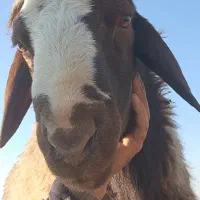 گوسفند بره دار جوان|حیوانات مزرعه|هیر, |دیوار