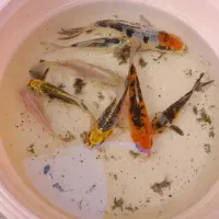 ماهی کوی ولجنخوار|ماهی|شیراز, گود عربان|دیوار