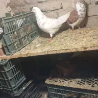 کبوتر|پرنده|محمدیار, |دیوار