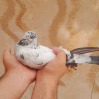 کله ای دمسیاه پرشی|پرنده|فلاورجان, |دیوار