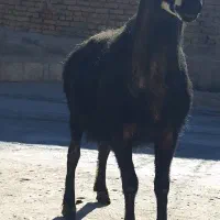 قوچ نژاد قره چال به شرت پرش