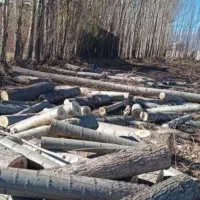 خریدار چوب|خدمات باغبانی و درختکاری|سراب, |دیوار