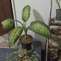 گل و گیاه|گل و گیاه طبیعی|تربت جام, شیخ احمد جامی|دیوار