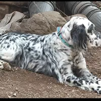 سگ شکاری  سیتر استاد شکار