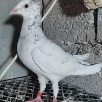 12 تا کفتر خوب|پرنده|تایباد, |دیوار