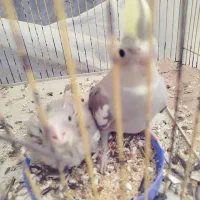 عروس هلندی نر و ماده|پرنده|شاهین‌شهر, طالقانی|دیوار