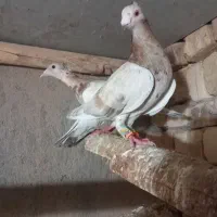 کبوتر|پرنده|دشتابی, |دیوار