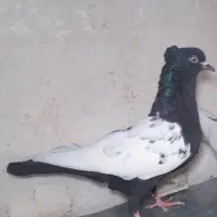 کفتر  سینه ساده