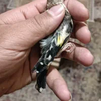 جوجه سهره چهار گل رسمی ودورگ کرمونی لپ سفید|پرنده|تربت جام, شهرک معلم|دیوار