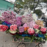 رز هلندی و افتابگردان و آلستر تازه رسید