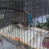 سهره  و برفی|پرنده|رشت, جانبازان|دیوار