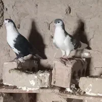 کفتر|پرنده|زهک, |دیوار