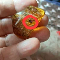 میهمان دار طبیعی بالتیک