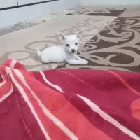 سگ شیواوانر