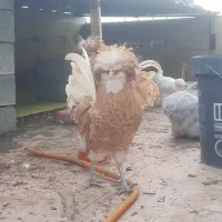 خروس پولند بوف اصیل