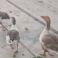 غاز تخم گذار