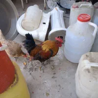 خروس عربی و مرغ|حیوانات مزرعه|اهواز, کارون|دیوار