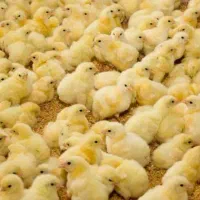فروش جوجه گوشتی عمده،خرده