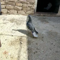 کبوتر|پرنده|زابل, |دیوار