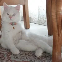 گربه نر میکس پرشین و اسکاتیش ، شناسنامه دار|گربه|تهران, شهرک هما|دیوار