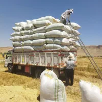 خریدارکاه گندم