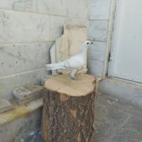 سرخ|پرنده|تربتحیدریه, دیزقند|دیوار