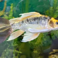 کوی مایان و باترفلای|ماهی|ری, جوانمرد قصاب|دیوار