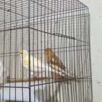 سه جوجه قناری یک ساله تن نخورده|پرنده|تهران, مخصوص|دیوار