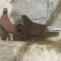 کفتر|پرنده|نقده, |دیوار