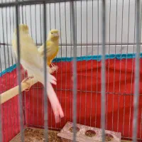 نرو ماده قناری وجوجه گل به سر|پرنده|نجف‌آباد, مولوی شمالی|دیوار