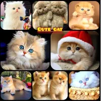 ارائه تخصصی گربه های اصیل و خاص خانگی(حرآج فصلی)