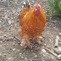 خروس نژاد کوشین