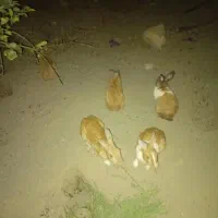 خرگوش فروشی