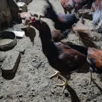 مرغ خروس لاری گلین