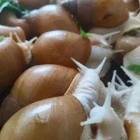 حلزون آچاتینا