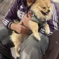 سگ گمشده مژدگانی خوب