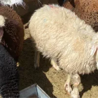 میش ابستن سنگین و بره دار|حیوانات مزرعه|شهرضا, |دیوار