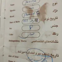 یک عددسگ خیلی باهوشو زیباوحرف گوش کن