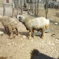 قوچ اصیل یه رون